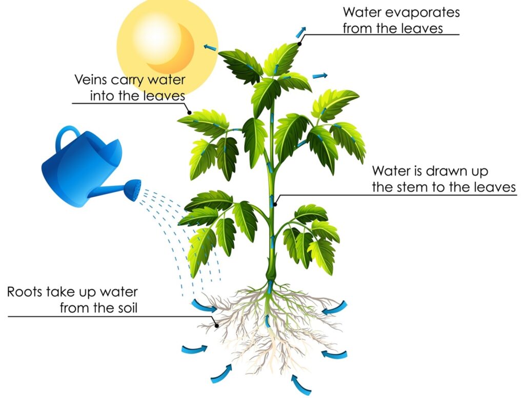 The process of transpiration Corn Sweat
