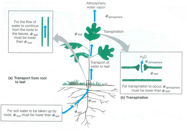 Soil evaporation