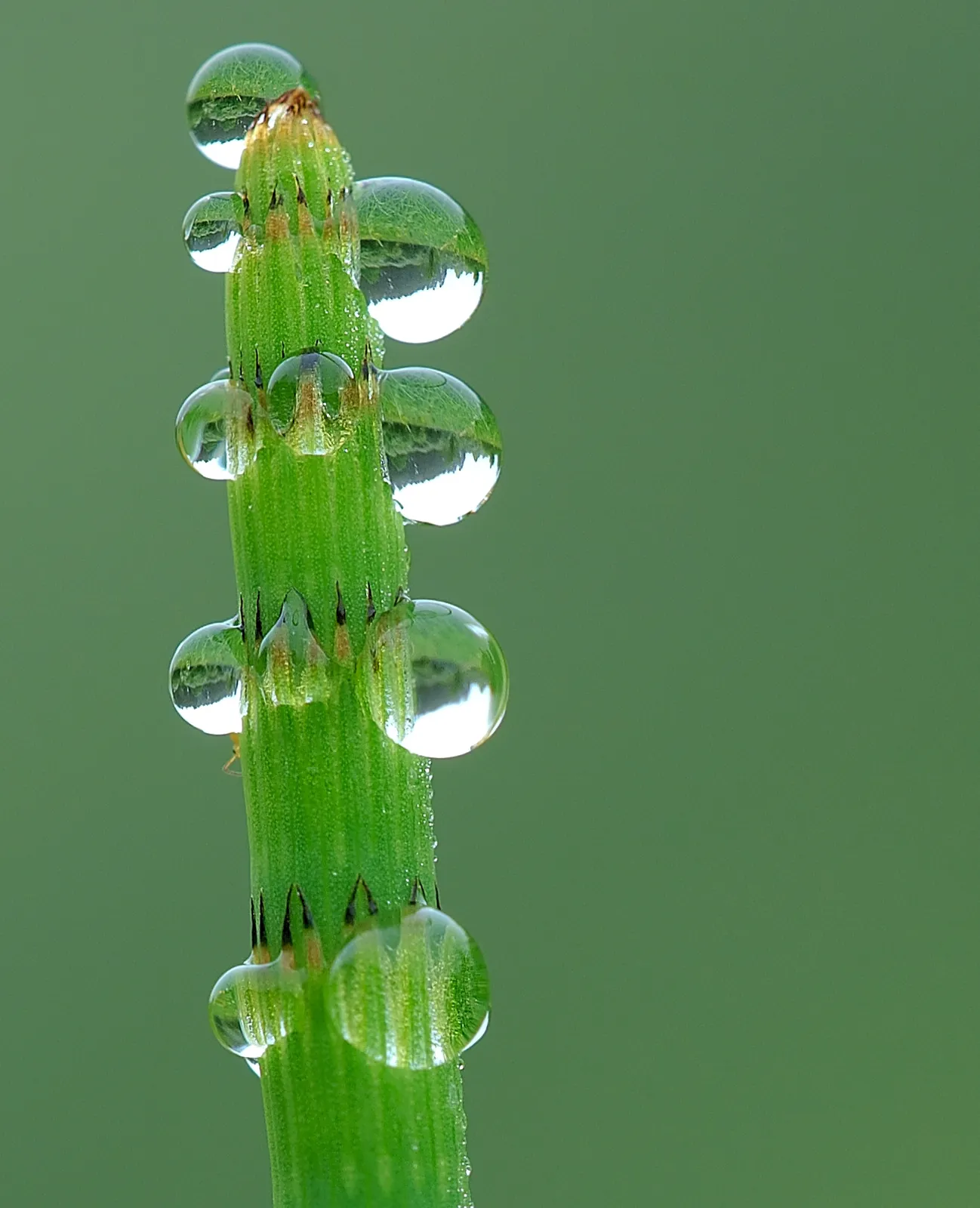 Dewfall